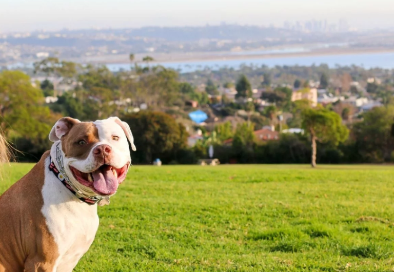 Bringing Your Pet On Travel Assignment